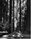 Redwoods, Founders Grove, 1966