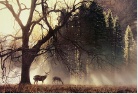 Yosemite Dawn