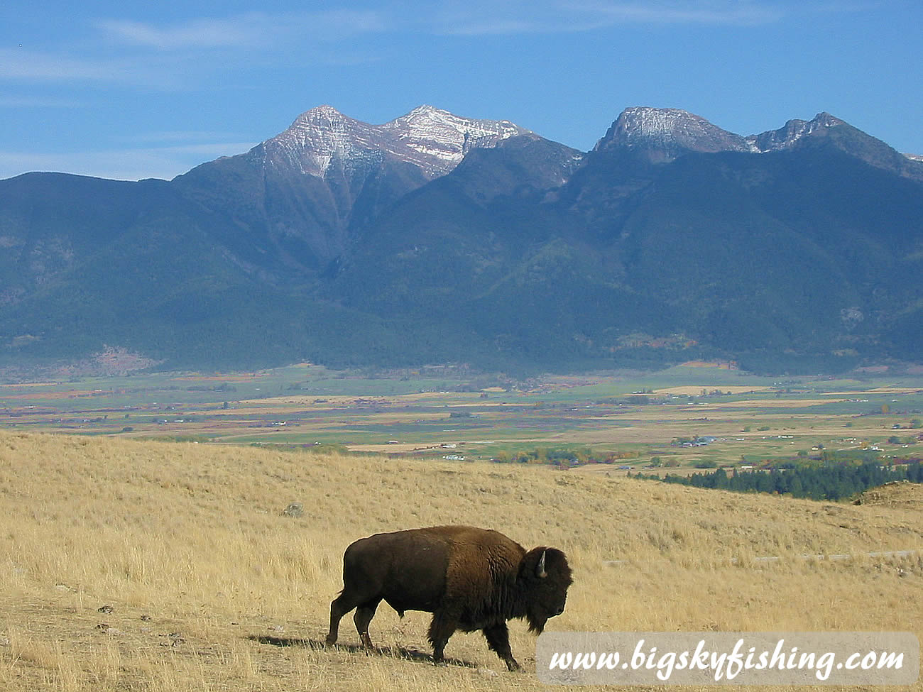 Bison at the National Bison Range in Montana