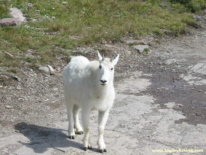 Friendly Mountain Goat near Hidden Lake