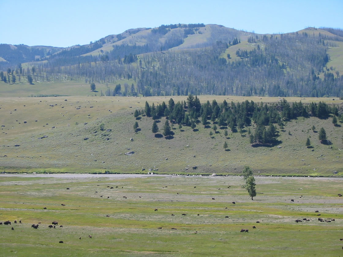 Lamar River in Yellowstone National Park