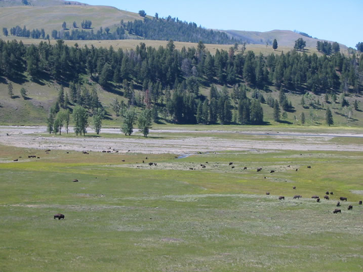 Buffalo graze in the Lamar Valley in Yellowstone National Park