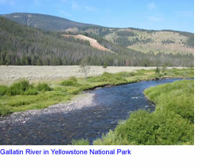 Gallatin River in Yellowstone National Park