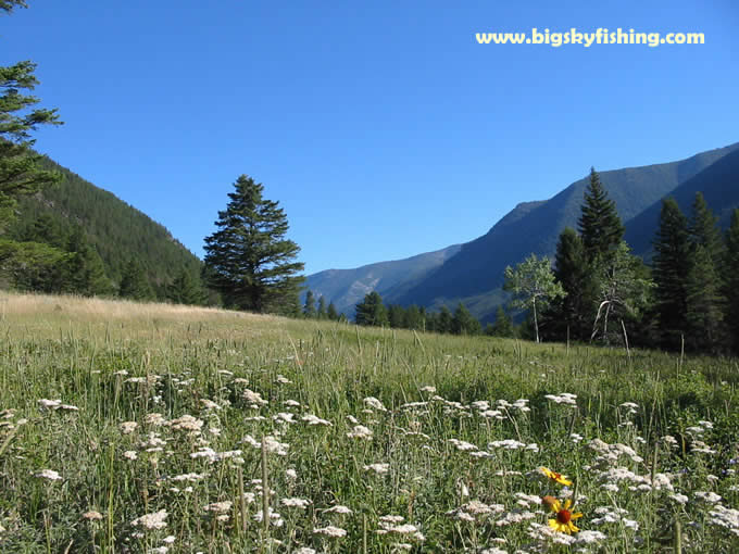 Flowers and the Absaroka Mountains of Montana