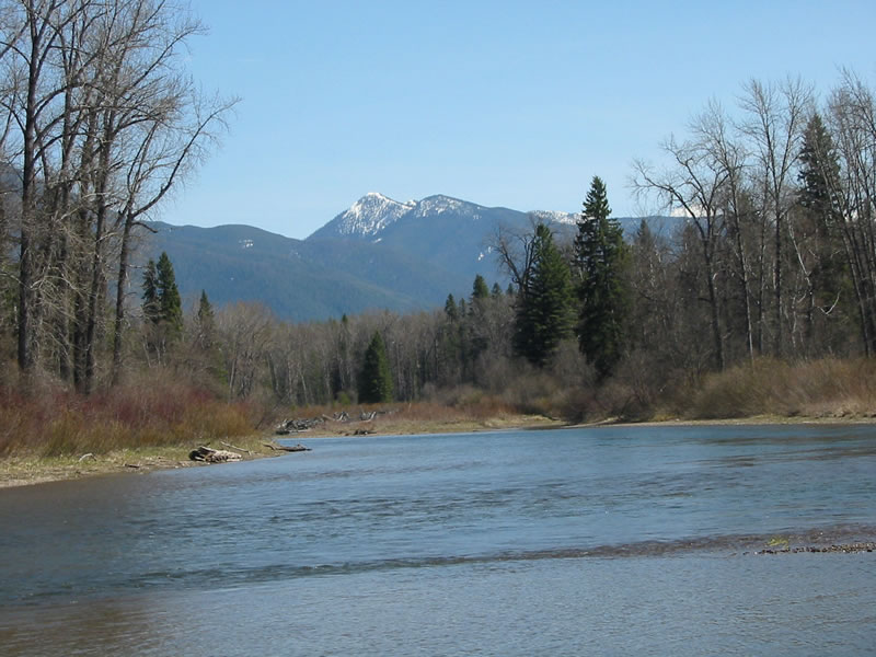 Swan River has extensive forested banks