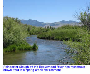 Poindexter Slough on the Beaverhead River
