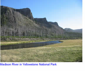 Madison River in Yellowstone National Park