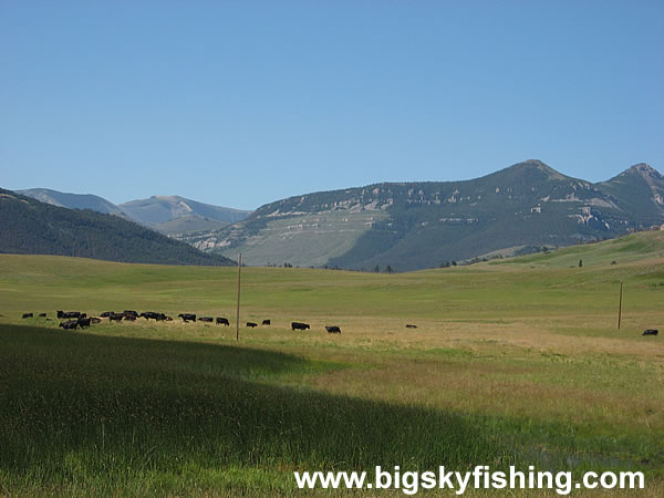 Cattle Grazing Along the Rocky Mountain Front in Montana