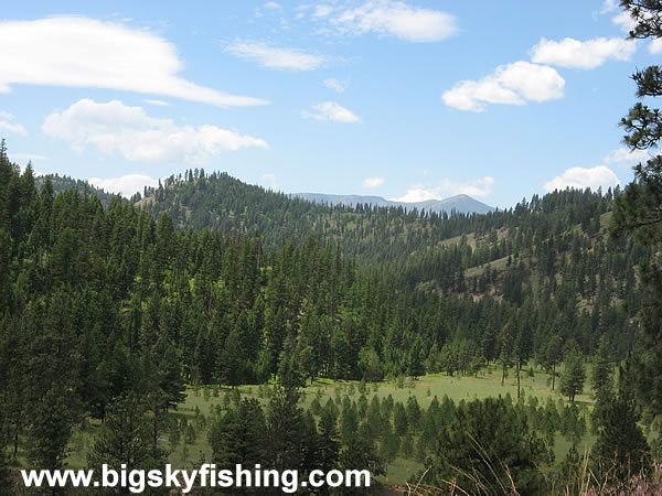 Forested Mountains Along the Scenic Byway