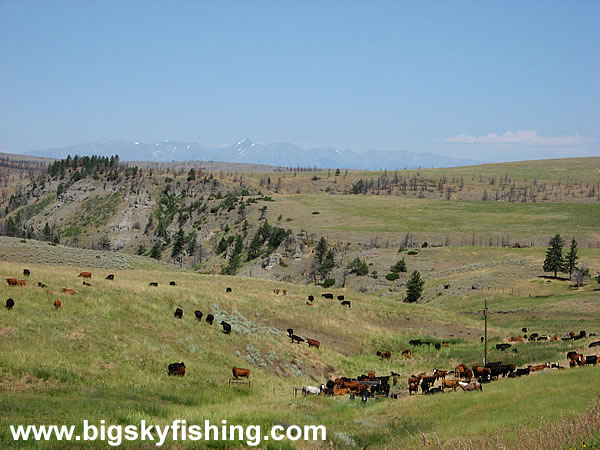 Cattle Grazing in the Prairie