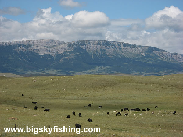 Cattle Grazing Along the Rocky Mountain Front