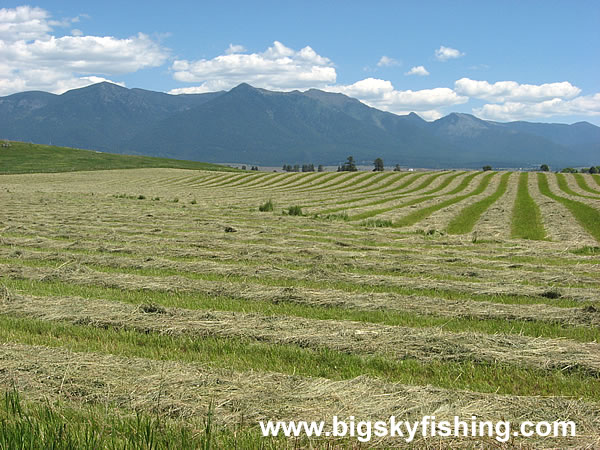 Hay Fields & The Mountains of the Whitefish Range in Montana