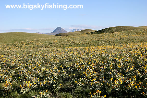 Field of Flowers Along the Rocky Mountain Front