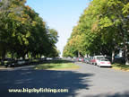 Tree lined streets are common in Missoula