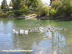 Ducks on the Whitefish River