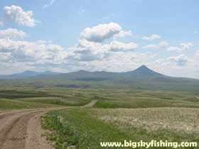 Northern Sweet Grass - Montana Field Guide