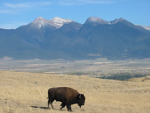 The National Bison Range