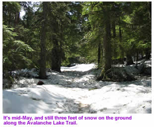 Along the Avalanche Lake Trail