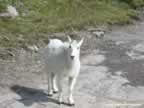 Friendly Mountain Goat near Hidden Lake (87,866 bytes)