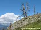 Old Fire Damaged Tree