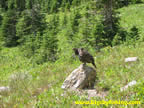 Ptarmigan along the Highline Trail