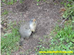 Constant companions - Ground Squirrels