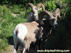 Bighorn Sheep Jam on the Highline Trail