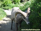 Up Close and Personal with a Bighorn Sheep