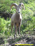 Bighorn Sheep looking down on us lowly hikers