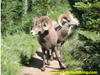 The Bighorn Sheep Jam continues