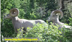 The Bighorn Sheep follow us along the trail