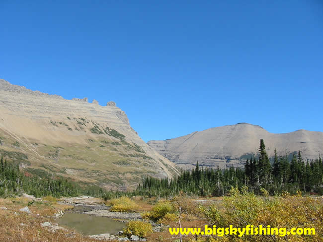 Open Meadows and Swampy Area