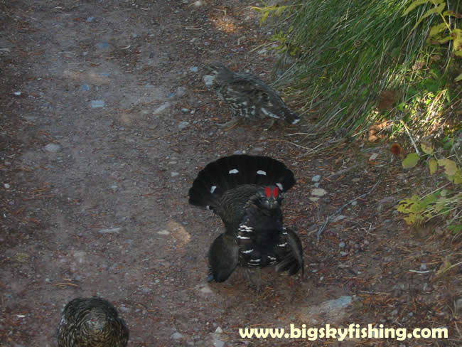 Attack of the Mountain Grouse