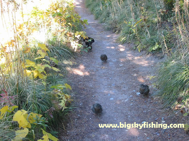 Beware : Mountain Grouse on the Trail!