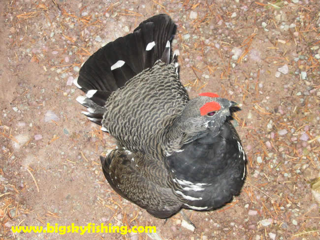 Mountain Grouse in Glacier National Park