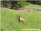 Grizzly Bear Cub