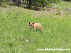 Another Shot of the Grizzly Cub