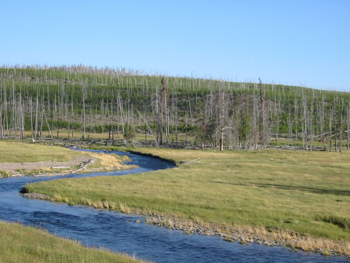 The Gibbon River in Yellowstone National Park