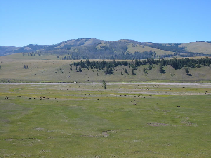 Lamar Valley in Yellowstone National Park