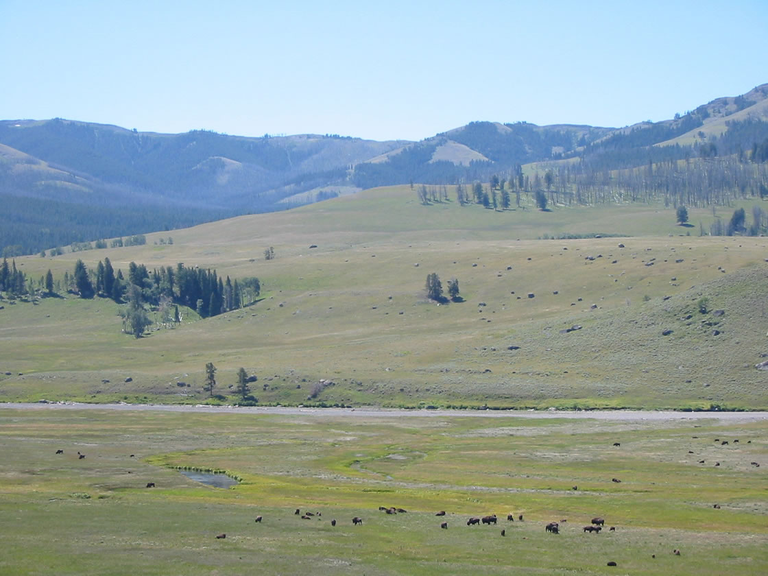 Buffalo in the Lamar Valley