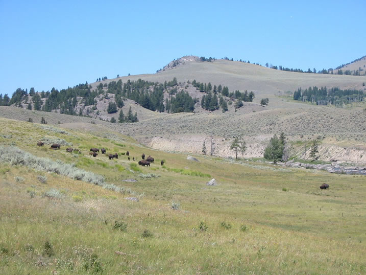 Buffalo along the Lamar River