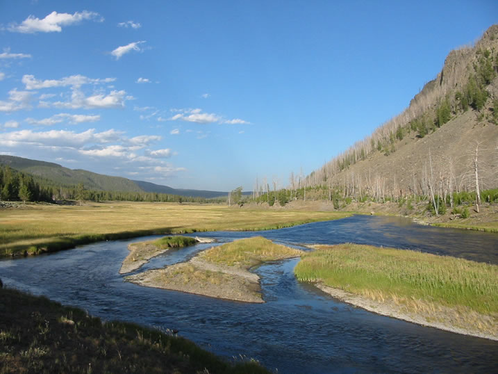 Madison River in Yellowstone National Park