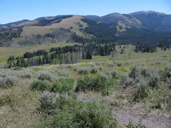 View of Mt Washburn