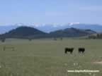 Another view of the distant Belt Mountains, this time seen from the east side near the Smith River (30,290 bytes)