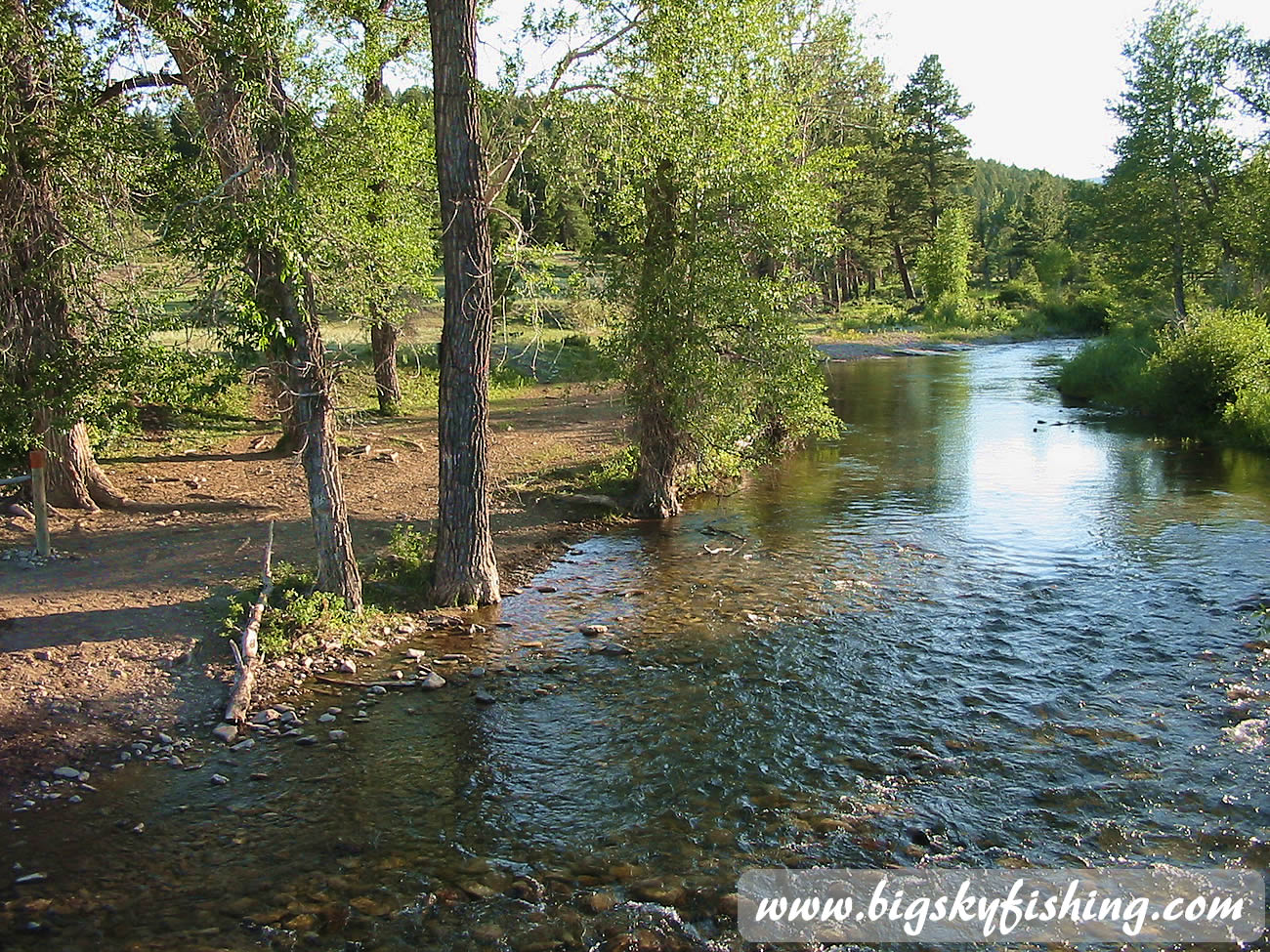 Forested Banks of the Judith River