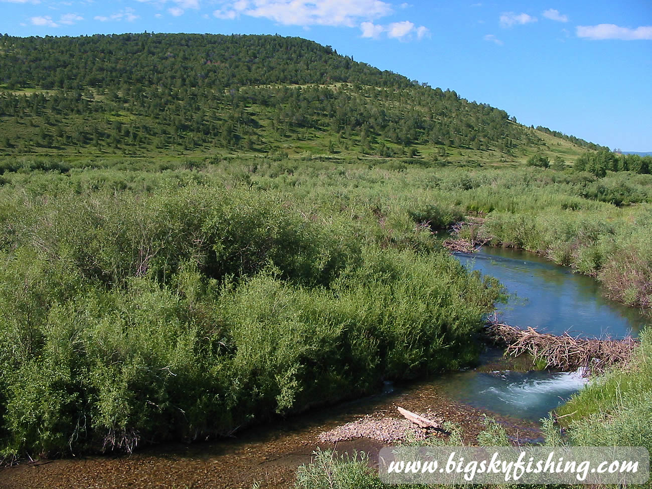 Bushy Banks of the Judith River