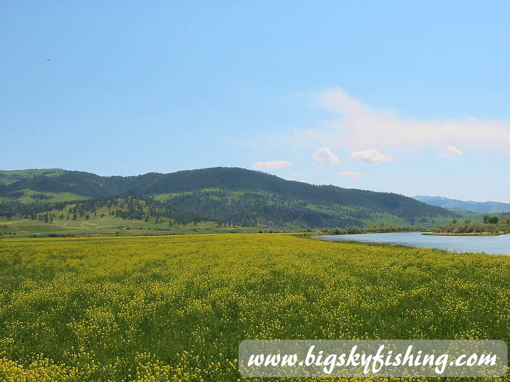 Scenic Field Near Craig, Montana