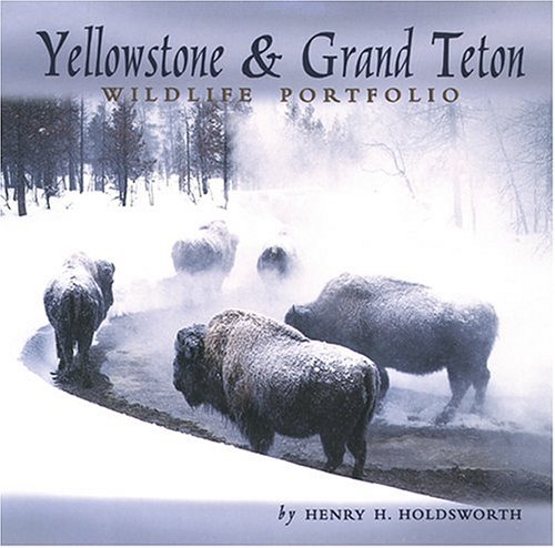 Yellowstone & Grand Teton Wildlife Portfolio