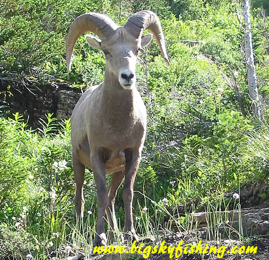 Bighorn Sheep in Glacier Park