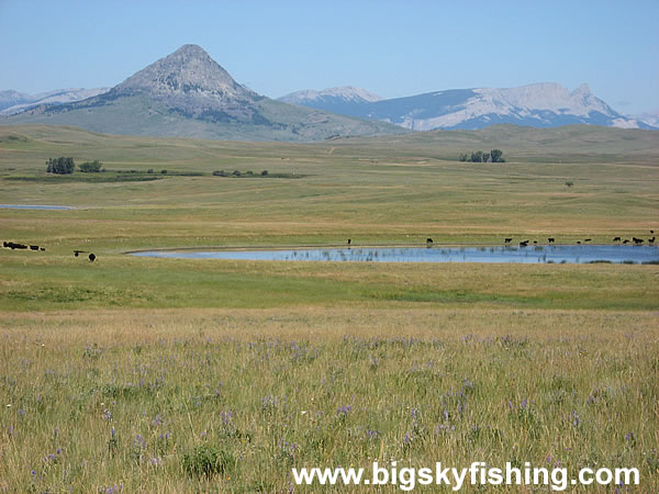 Ponds, Cattle & The Rocky Mountain Front in Montana